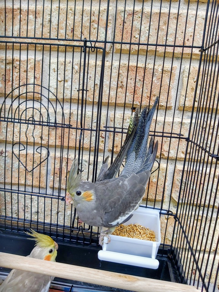 玄鳳鸚鵡性別判別