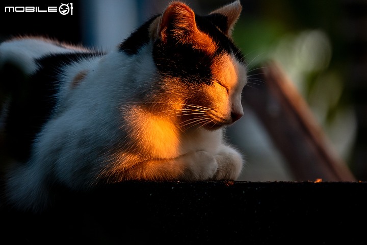 野生動物在我家 ∣ SONY RX 10 IV 體驗分享