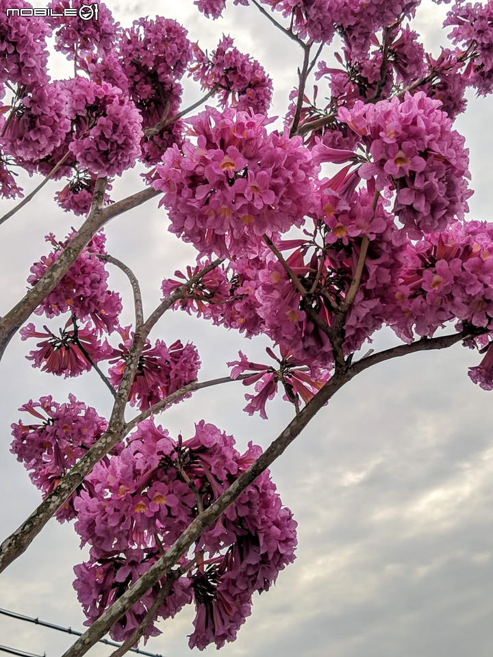 油菜花 台南市新市區港墘里台一線旁 12/28
