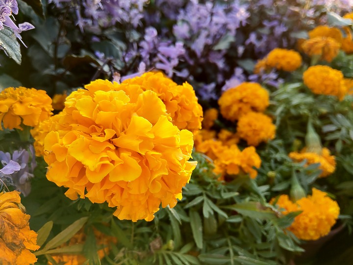 台北士林官邸菊花展