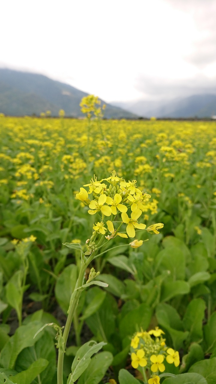 點我看大圖