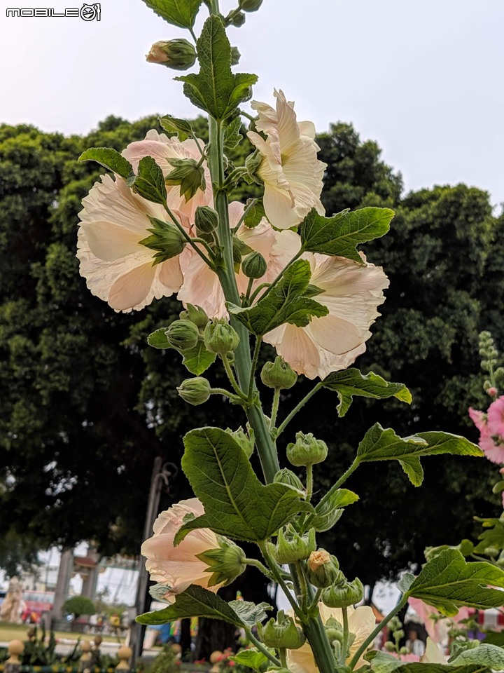 艷紫荊 台南市安平區林默娘公園 12/08