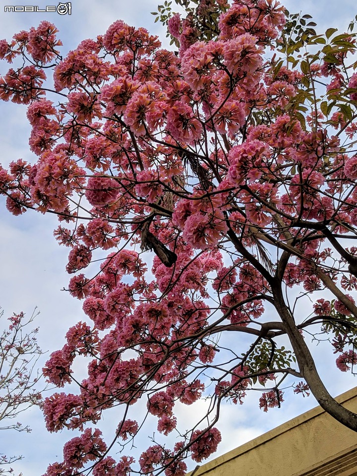 紅花風鈴木 台南市歸仁區歸仁美學館 12/25