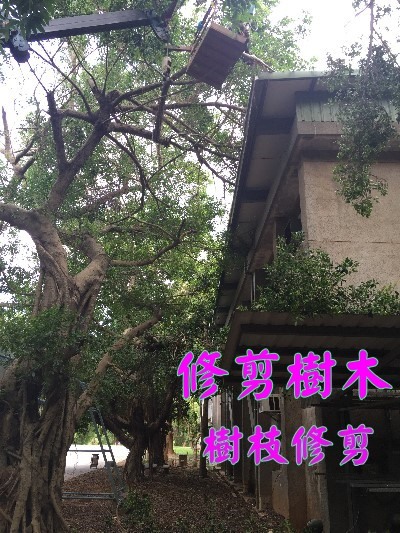請問修樹木需要考照嗎?
