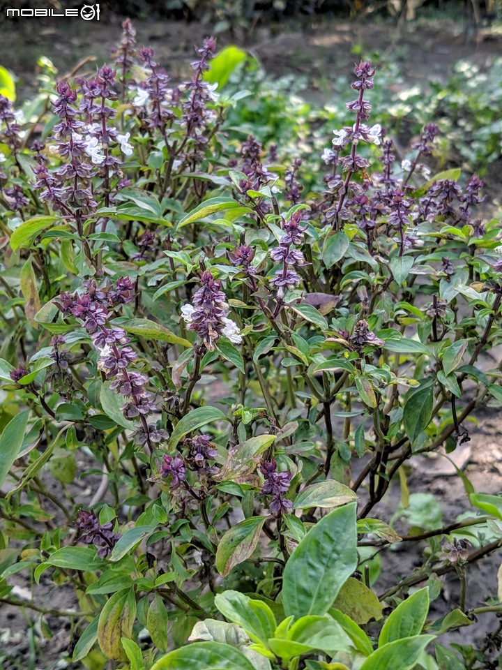 白雪木+薄荷 台南市東區後甲公園 12/08