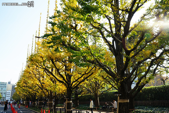 [a7R & FE35] 重拾熱情之一機一鏡輕旅行 - 東京 六義園夜楓 x 銀杏隨手拍