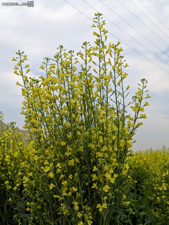油菜花 台南市新市區港墘里台一線旁 12/28