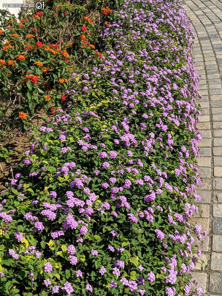 百日菊+落羽松 台南市仁德區奇美博物館 12/01