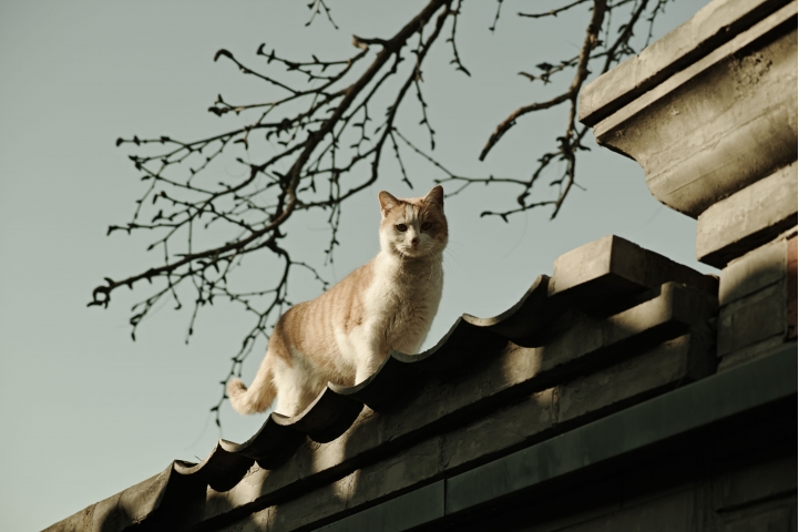 Dp3q镜头下的北京~