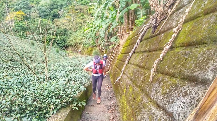 第三屆茶茶山徑越野