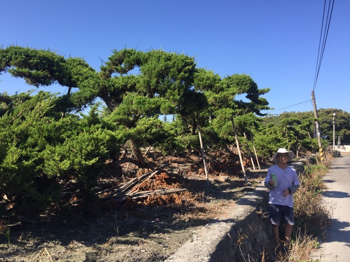 跟大家分享~阿爸的真柏園<<沐春木白>> (近紫南宮)