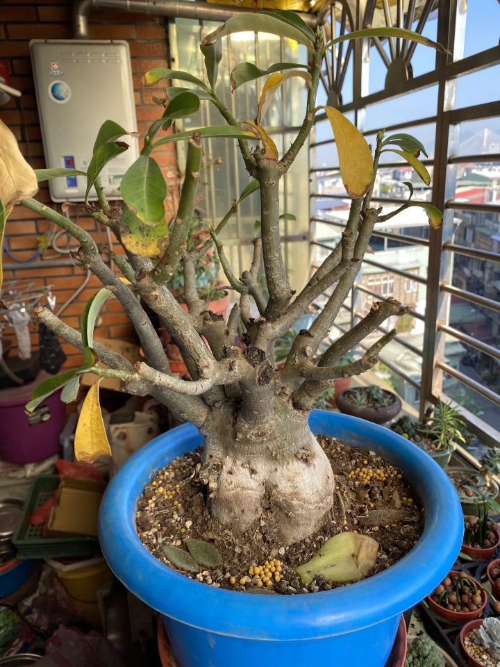 沙漠玫瑰黃葉