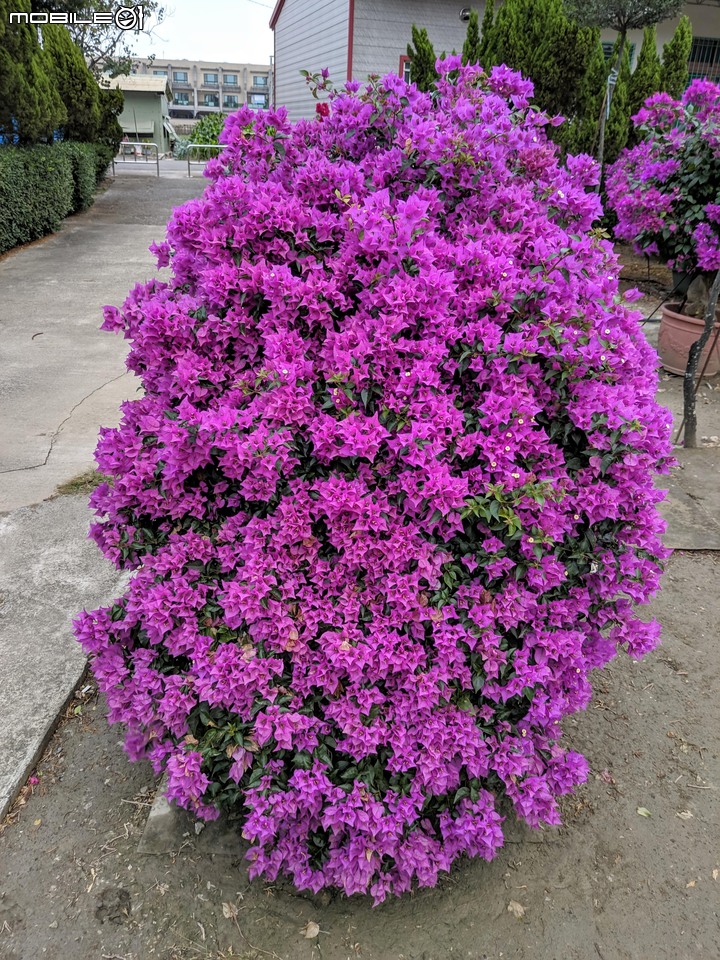 艷紫荊 台南市安平區林默娘公園 12/08