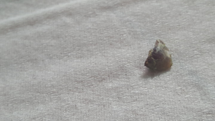 請問陸龜嘴受傷