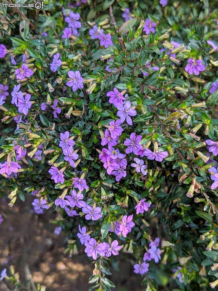 白雪木+薄荷 台南市東區後甲公園 12/08
