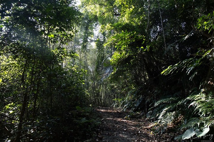 【樟之細路】(左線)出雲古道-十分崠茶亭,原始森林、山嵐美景相伴 (上)