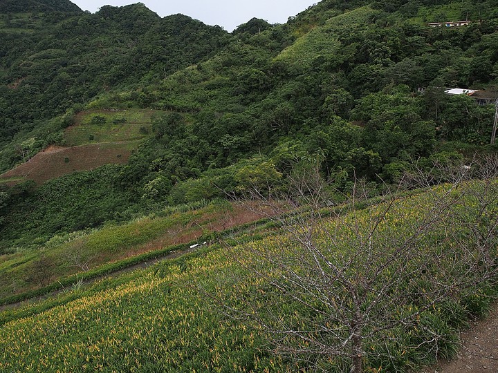 臺東 太麻里 金針花海 與 難得一見的太平洋大舞台spotlight