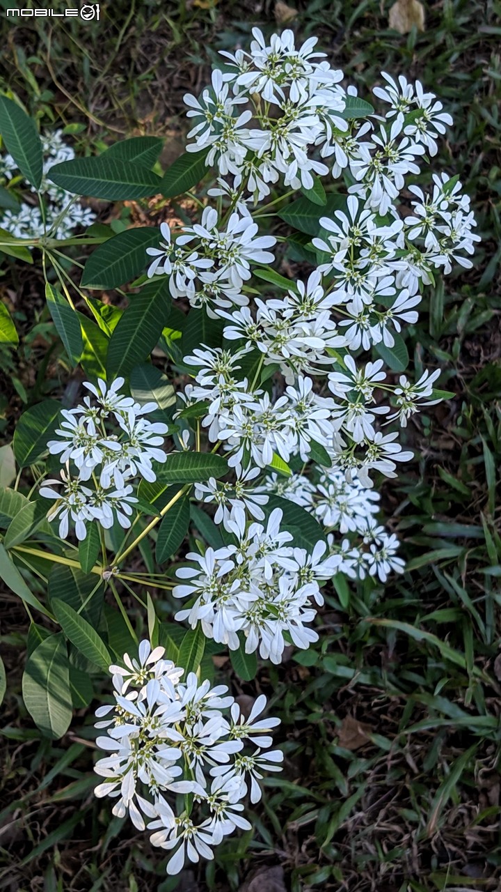 白雪木+薄荷 台南市東區後甲公園 12/08