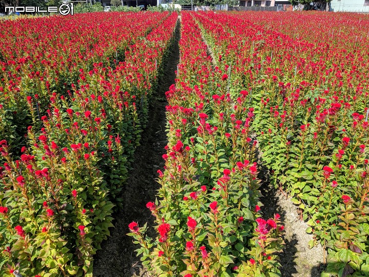 雞冠花田 嘉義市西區頭港里玉山路 11/30