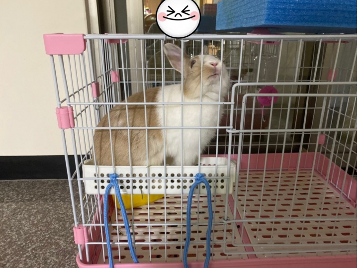 兔子都在草盒裡面大小便
