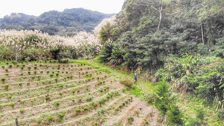 第三屆茶茶山徑越野