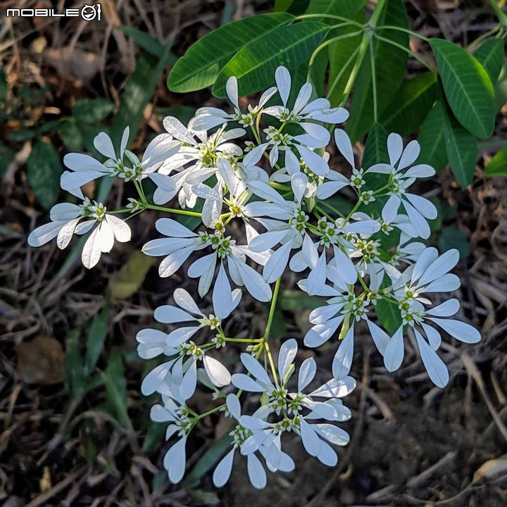 白雪木+薄荷 台南市東區後甲公園 12/08
