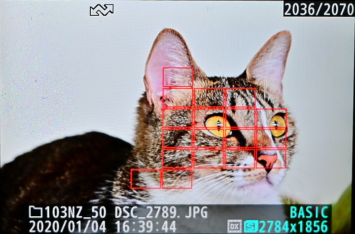 點我看大圖 Z50+50-250mm DX自動區域AF對焦情形