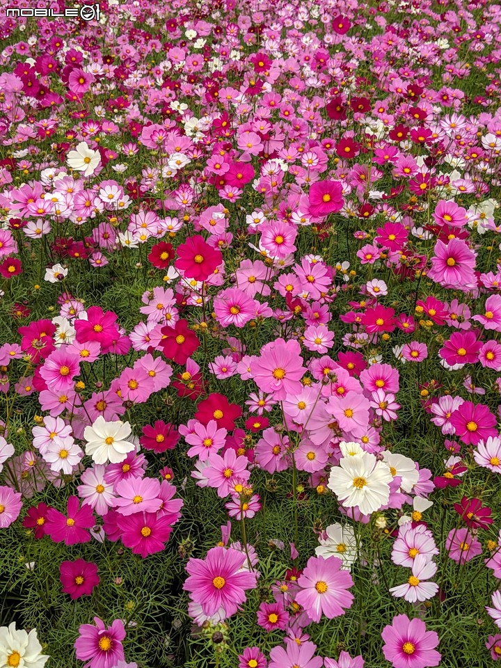 大波斯菊 台南市山上區淨水池區 01/29