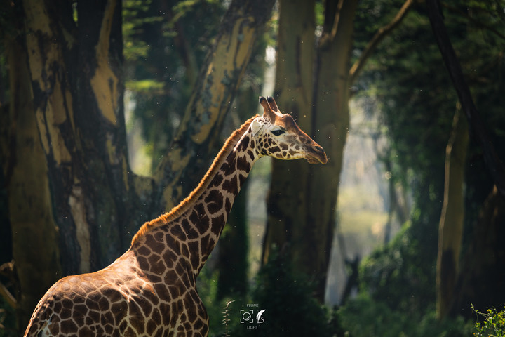 曠古之聲：東非雙亞行略（上）｜Africa Safari
