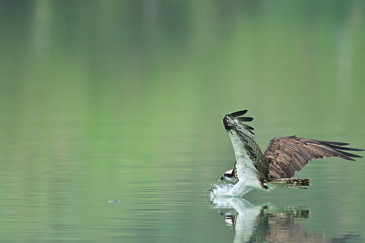 Z7動態區域AF追拍西方澤鵟,Z7+16-50mm和50-250mm的DX鏡首拍。