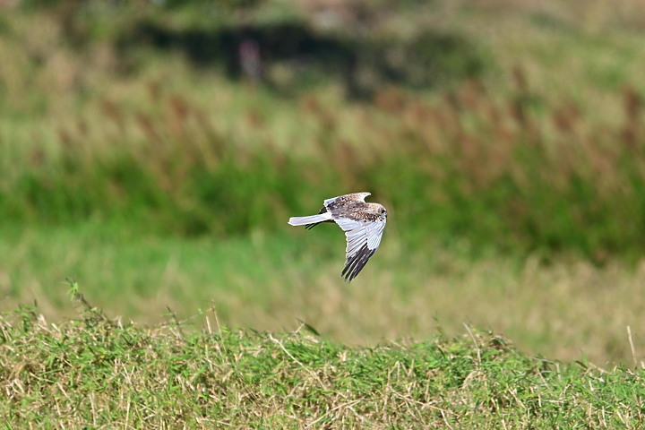 Z7動態區域AF追拍西方澤鵟,Z7+16-50mm和50-250mm的DX鏡首拍。