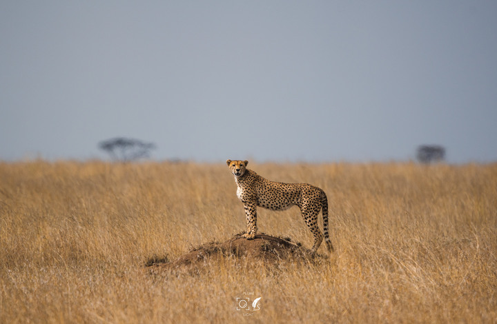 曠古之聲：東非雙亞行略（上）｜Africa Safari