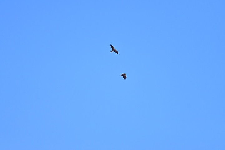 Z7動態區域AF追拍西方澤鵟,Z7+16-50mm和50-250mm的DX鏡首拍。