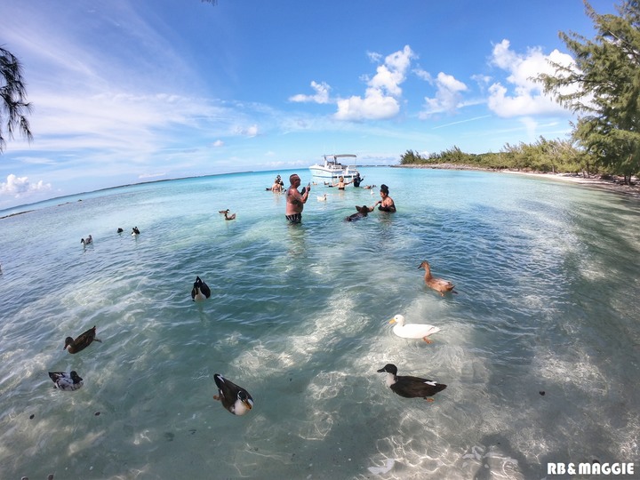 [遊記]蜜月旅行篇章之巴哈馬 豬島 附簽證教學 圖多