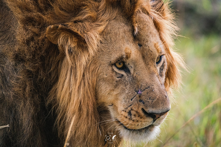 曠古之聲：東非雙亞行略（上）｜Africa Safari