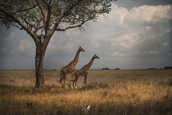 曠古之聲：東非雙亞行略（上）｜Africa Safari