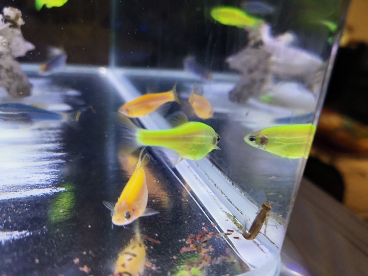 魚缸出現莫名其妙的生物，請問這是？？