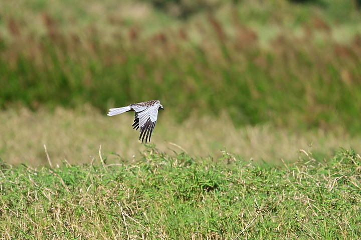 Z7動態區域AF追拍西方澤鵟,Z7+16-50mm和50-250mm的DX鏡首拍。
