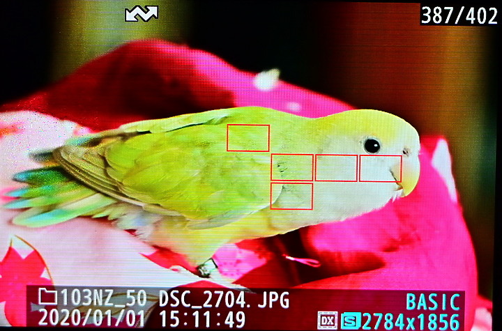 點我看大圖 Z50+50-250mm DX自動區域AF對焦情形