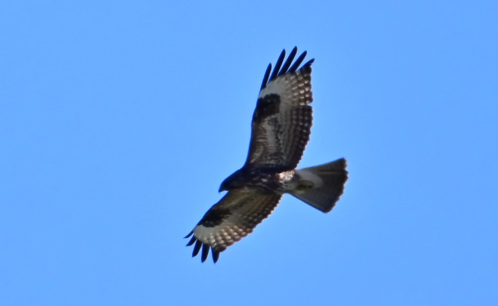 Z7動態區域AF追拍西方澤鵟,Z7+16-50mm和50-250mm的DX鏡首拍。