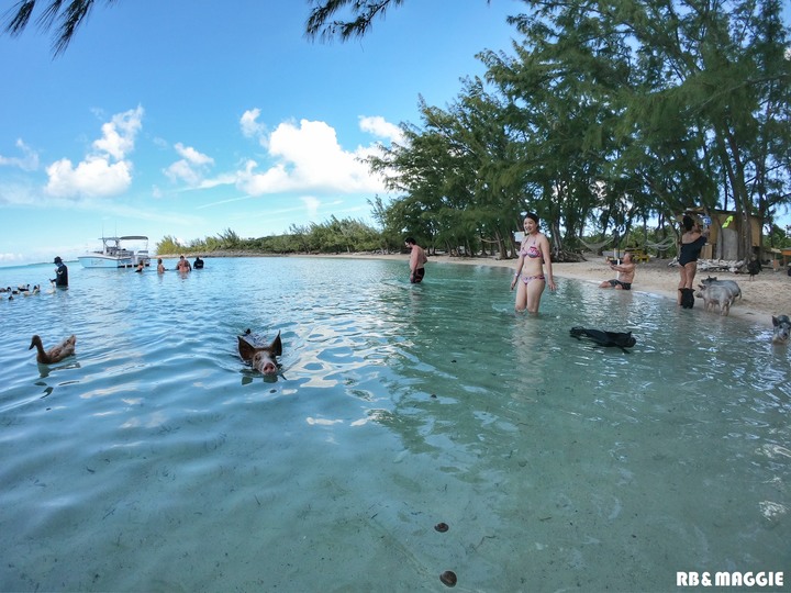 [遊記]蜜月旅行篇章之巴哈馬 豬島 附簽證教學 圖多