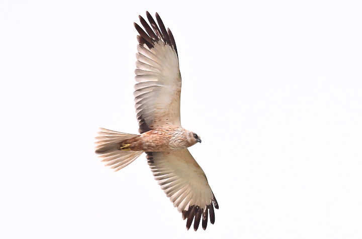 Z7動態區域AF追拍西方澤鵟,Z7+16-50mm和50-250mm的DX鏡首拍。