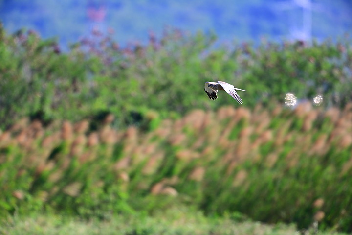 Z7動態區域AF追拍西方澤鵟,Z7+16-50mm和50-250mm的DX鏡首拍。