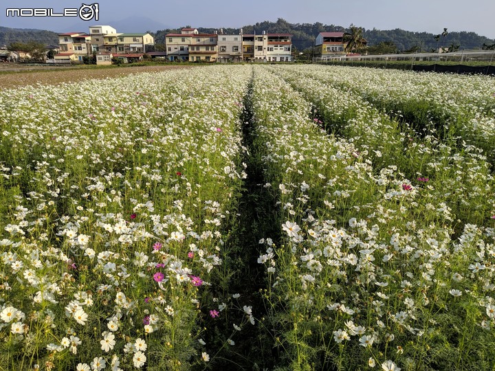 花海-揪愛稻美濃 高雄市美濃區美濃湖 01/15