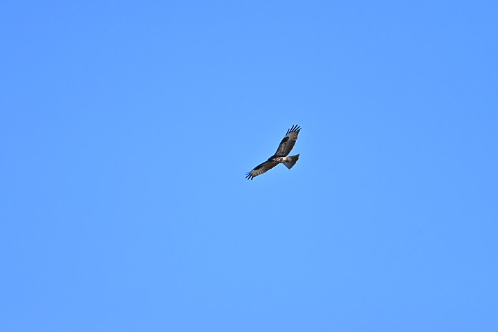 Z7動態區域AF追拍西方澤鵟,Z7+16-50mm和50-250mm的DX鏡首拍。