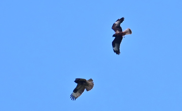 Z7動態區域AF追拍西方澤鵟,Z7+16-50mm和50-250mm的DX鏡首拍。