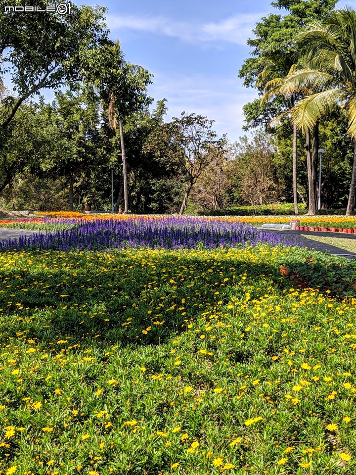 台南走春 台南市永康區永康公園花海地毯 01/12