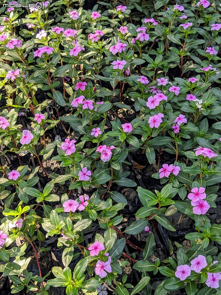 台南走春 台南市永康區永康公園花海地毯 01/12