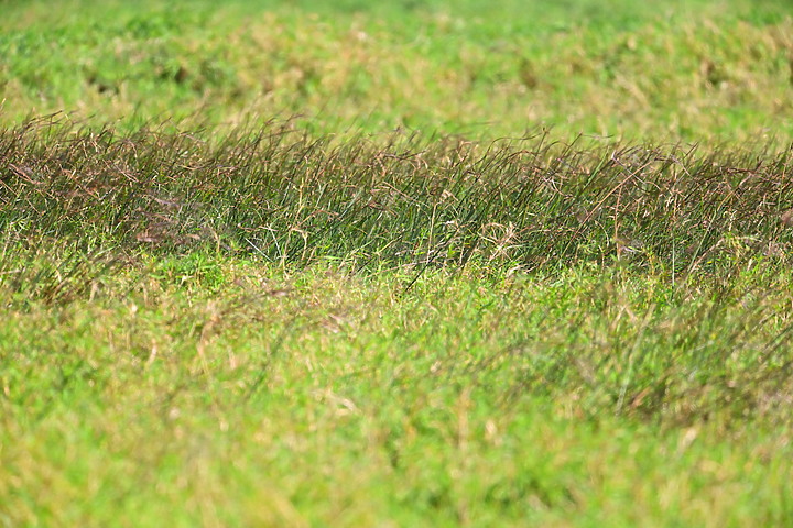 Z7動態區域AF追拍西方澤鵟,Z7+16-50mm和50-250mm的DX鏡首拍。
