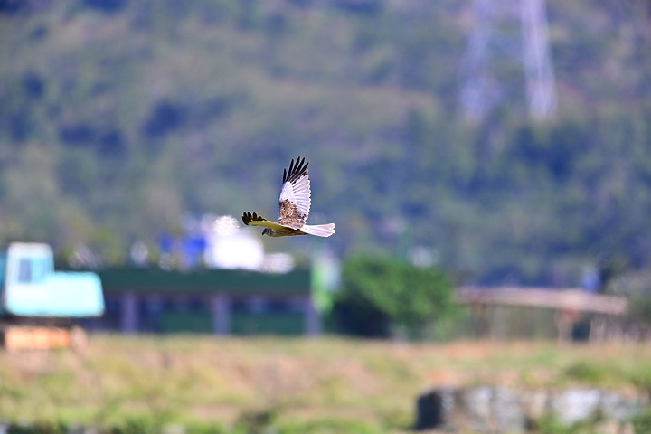Z7動態區域AF追拍西方澤鵟,Z7+16-50mm和50-250mm的DX鏡首拍。
